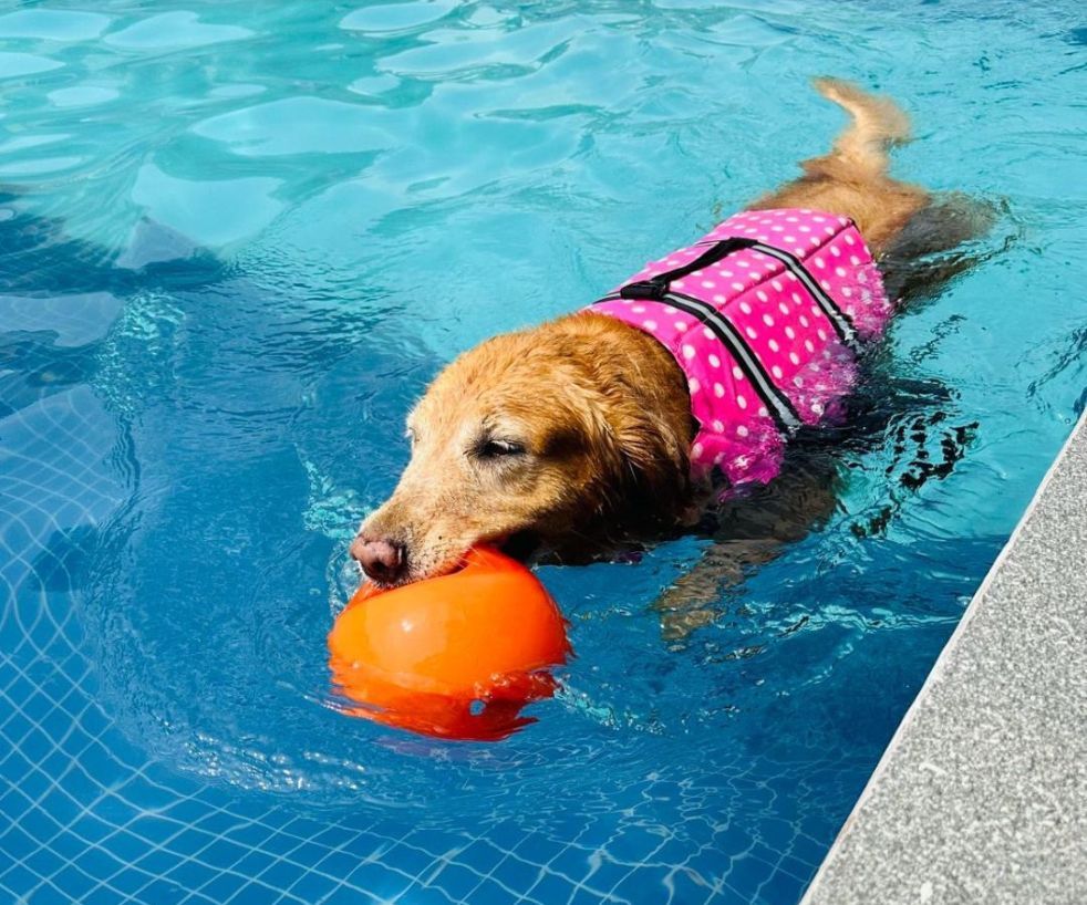 Fort Canine Swimming Club 